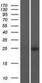 NPW Protein - Western validation with an anti-DDK antibody * L: Control HEK293 lysate R: Over-expression lysate