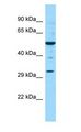 NR0B1 / DAX1 Antibody - NR0B1 / DAX1 antibody Western Blot of Mouse Testis.  This image was taken for the unconjugated form of this product. Other forms have not been tested.