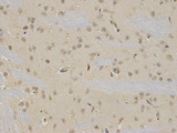 NR0B2 Antibody - Immunohistochemistry of paraffin-embedded mouse brain using NR0B2 antibody at dilution of 1:100 (400x lens).