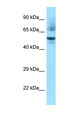 NR1H3 / LXR Alpha Antibody - NR1H3 / LXR Alpha antibody Western blot of Mouse Heart lysate. Antibody concentration 1 ug/ml.  This image was taken for the unconjugated form of this product. Other forms have not been tested.