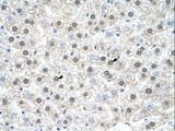NR1I3 / CAR Antibody - Mouse Liver.  This image was taken for the unconjugated form of this product. Other forms have not been tested.
