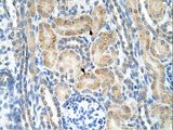 NRCAM Antibody - NRCAM antibody NRCAM(neuronal cell adhesion molecule) Antibody was used in IHC to stain formalin-fixed, paraffin-embedded human kidney.  This image was taken for the unconjugated form of this product. Other forms have not been tested.