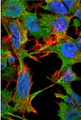 NRCAM Antibody - Detection of NRCAM in neuroblastoma cell line SK-N-BE with NRCAM Monoclonal Antibody at 10ug/ml: DAPI (blue) nuclear stain, Texas Red F actin stain, ATTO 488 (green) NRCAM stain.
