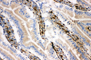 NRG1 / Heregulin / Neuregulin Antibody - NRG1 / Heregulin / Neuregulin antibody. IHC(F): Rat Intestine Tissue.