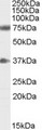 NRG3 Antibody - Antibody (0.3 ug/ml) staining of Human Brain (Cerebellum) lysate (35 ug protein in RIPA buffer). Primary incubation was 1 hour. Detected by chemiluminescence.