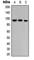 NRP2 / Neuropilin 2 Antibody - Western blot analysis of Neuropilin 2 expression in A549 (A); Raw264.7 (B); rat lung (C) whole cell lysates.