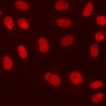 NRSF / REST Antibody