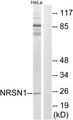 NRSN1 Antibody - Western blot analysis of lysates from HeLa cells, using NRSN1 Antibody. The lane on the right is blocked with the synthesized peptide.