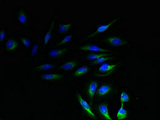 NRSN1 Antibody - Immunofluorescent analysis of Hela cells using NRSN1 Antibody at dilution of 1:100 and Alexa Fluor 488-congugated AffiniPure Goat Anti-Rabbit IgG(H+L)