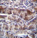 NRSN2 Antibody - NRSN2 Antibody immunohistochemistry of formalin-fixed and paraffin-embedded human stomach tissue followed by peroxidase-conjugated secondary antibody and DAB staining.