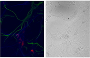 NSG1 Antibody - Nsg1 / Neep21 antibody (3µg/ml) staining of primary DIV9 cells from Hippocampus E18 Rat embryos showed exclusive localization (red, Alexa 568) within the neurons (MAP2 staining in blue, Alexa 647) and not in the glia (GFAP staining in green, Alexa 488). Right panel shows the same cells in phase contrast.