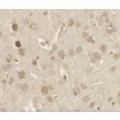 NSMF / NELF Antibody - Immunohistochemistry of NELF in rat brain tissue with NELF antibody at 2.5 µg/ml.