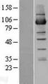 NSUN2 Protein - Western validation with an anti-DDK antibody * L: Control HEK293 lysate R: Over-expression lysate