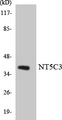 NT5C3A Antibody - Western blot analysis of the lysates from 293 cells using NT5C3 antibody.