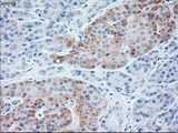 NTF3 / Neurotrophin 3 Antibody - IHC of paraffin-embedded Human pancreas tissue using anti-NTF3 mouse monoclonal antibody.