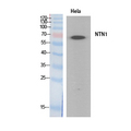 NTN1 / Netrin 1 Antibody - Western Blot analysis of extracts from HeLa cells using NTN1 Antibody.