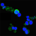 NTRK1 / TrkA Antibody - Confocal immunofluorescence of PC-12 cells using TrkA mouse monoclonal antibody (green), showing membrane and cytoplasmic localization. Blue: DRAQ5 fluorescent DNA dye.