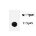NTRK1 / TrkA Antibody - Dot blot of anti-Phospho-TrkA-Y791 antibody on nitrocellulose membrane. 50ng of Phospho-peptide or Non Phospho-peptide per dot were adsorbed. Antibody working concentrations are 0.5ug per ml.