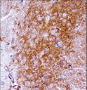 NTRK2 / TRKB Antibody - Mouse Ntrk2 Antibody immunohistochemistry of formalin-fixed and paraffin-embedded mouse brain tissue followed by peroxidase-conjugated secondary antibody and DAB staining.