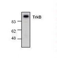 NTRK2 / TRKB Antibody - Western blot of TRKB / TRK B antibody.