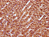 NUBP2 Antibody - Immunohistochemistry Dilution at 1:100 and staining in paraffin-embedded human adrenal gland tissue performed on a Leica BondTM system. After dewaxing and hydration, antigen retrieval was mediated by high pressure in a citrate buffer (pH 6.0). Section was blocked with 10% normal Goat serum 30min at RT. Then primary antibody (1% BSA) was incubated at 4°C overnight. The primary is detected by a biotinylated Secondary antibody and visualized using an HRP conjugated SP system.