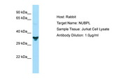NUBPL Antibody -  This image was taken for the unconjugated form of this product. Other forms have not been tested.