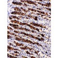 NUCB2 / Nucleobindin 2 Antibody - Nucleobindin 2 was detected in paraffin-embedded sections of rat gaster tissues using rabbit anti- Nucleobindin 2 Antigen Affinity purified polyclonal antibody at 1 ug/mL. The immunohistochemical section was developed using SABC method.
