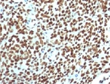 Nuclear Antigen Antibody - IHC testing of FFPE human tonsil with Nuclear Antigen antibody (clone NUCM1-1).  This image was taken for the unmodified form of this product. Other forms have not been tested.