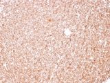 Nuclear Membrane Marker NM97 Antibody - IHC staining of FFPE human tonsil tissue with Nucleoli marker antibody.