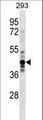 NUDC Antibody - NUDC Antibody western blot of 293 cell line lysates (35 ug/lane). The NUDC antibody detected the NUDC protein (arrow).