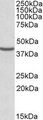 NUDC Antibody - NUDC antibody (0.3 ug/ml) staining of HeLa lysate (35 ug protein in RIPA buffer). Primary incubation was 1 hour. Detected by chemiluminescence.