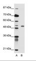 NUDR / DEAF1 Antibody - A: Marker, B: Jurkat Cell Lysate.  This image was taken for the unconjugated form of this product. Other forms have not been tested.