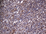 NUDT12 Antibody - IHC of paraffin-embedded Human tonsil using anti-NUDT12 mouse monoclonal antibody. (Heat-induced epitope retrieval by 1 mM EDTA in 10mM Tris, pH8.5, 120°C for 3min).