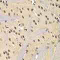 NUDT6 Antibody - Immunohistochemistry of paraffin-embedded mouse brain tissue.