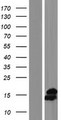 NUDT8 Protein - Western validation with an anti-DDK antibody * L: Control HEK293 lysate R: Over-expression lysate