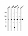 NUGGC Antibody - All lanes: Anti-NUGGC Antibody (Center) at 1:2000 dilution. Lane 1: HeLa whole cell lysate. Lane 2: HepG2 whole cell lysate. Lane 3: PANC-1 whole cell lysate. Lane 4: Raji whole cell lysate. Lane 5: Ramos whole cell lysate Lysates/proteins at 20 ug per lane. Secondary Goat Anti-Rabbit IgG, (H+L), Peroxidase conjugated at 1:10000 dilution. Predicted band size: 91 kDa. Blocking/Dilution buffer: 5% NFDM/TBST.