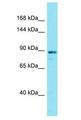 NUGGC Antibody - NUGGC antibody Western Blot of PANC1. Antibody dilution: 1 ug/ml.  This image was taken for the unconjugated form of this product. Other forms have not been tested.