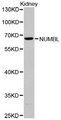 NUMBLIKE / NUMBL Antibody - Western blot analysis of extracts of kidney cell lines.