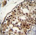 NUP160 Antibody - NUP160 Antibody immunohistochemistry of formalin-fixed and paraffin-embedded human testis tissue followed by peroxidase-conjugated secondary antibody and DAB staining.