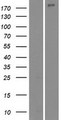 NUP210L Protein - Western validation with an anti-DDK antibody * L: Control HEK293 lysate R: Over-expression lysate