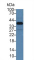 NUP37 Antibody - Western Blot; Sample: Mouse Mastadenoma; Primary Ab: 3µg/ml Rabbit Anti-Mouse NUP37 Antibody Second Ab: 0.2µg/mL HRP-Linked Caprine Anti-Rabbit IgG Polyclonal Antibody