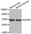 NUP85 / Pericentrin 1 Antibody - Western blot analysis of extracts of various cell lines.