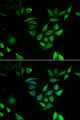 NUTF2 / PP15 Antibody - Immunofluorescence analysis of U2OS cells.