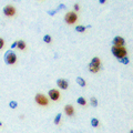 NXF / NPAS4 Antibody - Immunohistochemical analysis of NPAS4 staining in human brain formalin fixed paraffin embedded tissue section. The section was pre-treated using heat mediated antigen retrieval with sodium citrate buffer (pH 6.0). The section was then incubated with the antibody at room temperature and detected using an HRP conjugated compact polymer system. DAB was used as the chromogen. The section was then counterstained with hematoxylin and mounted with DPX.