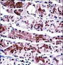 NXF1 / TAP Antibody - NXF1 Antibody immunohistochemistry of formalin-fixed and paraffin-embedded human stomach tissue followed by peroxidase-conjugated secondary antibody and DAB staining.