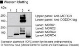 NXP2 / MORC3 Antibody