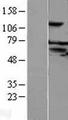NXPE3 / FAM55C Protein - Western validation with an anti-DDK antibody * L: Control HEK293 lysate R: Over-expression lysate