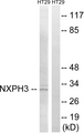 NXPH3 / Neurexophilin 3 Antibody - Western blot analysis of lysates from HT-29 cells, using NXPH3 Antibody. The lane on the right is blocked with the synthesized peptide.