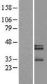 NXPH3 / Neurexophilin 3 Protein - Western validation with an anti-DDK antibody * L: Control HEK293 lysate R: Over-expression lysate