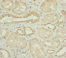 NYX Antibody - Immunohistochemistry of paraffin-embedded human kidney tissue at dilution 1:100
